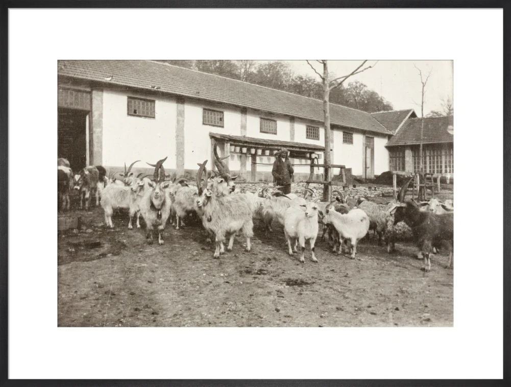 A Flock of Goats at Prince Alexander Oldenburgs Estate near Gagra. - Image 56