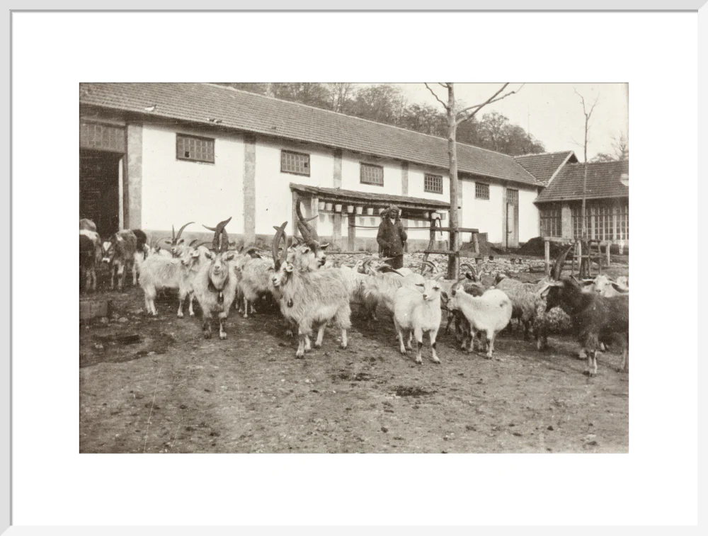 A Flock of Goats at Prince Alexander Oldenburgs Estate near Gagra. - Image 57