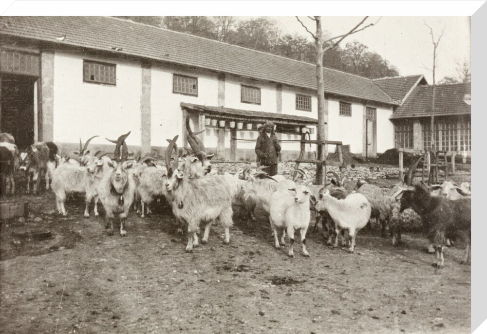 A Flock of Goats at Prince Alexander Oldenburgs Estate near Gagra. - Image 66