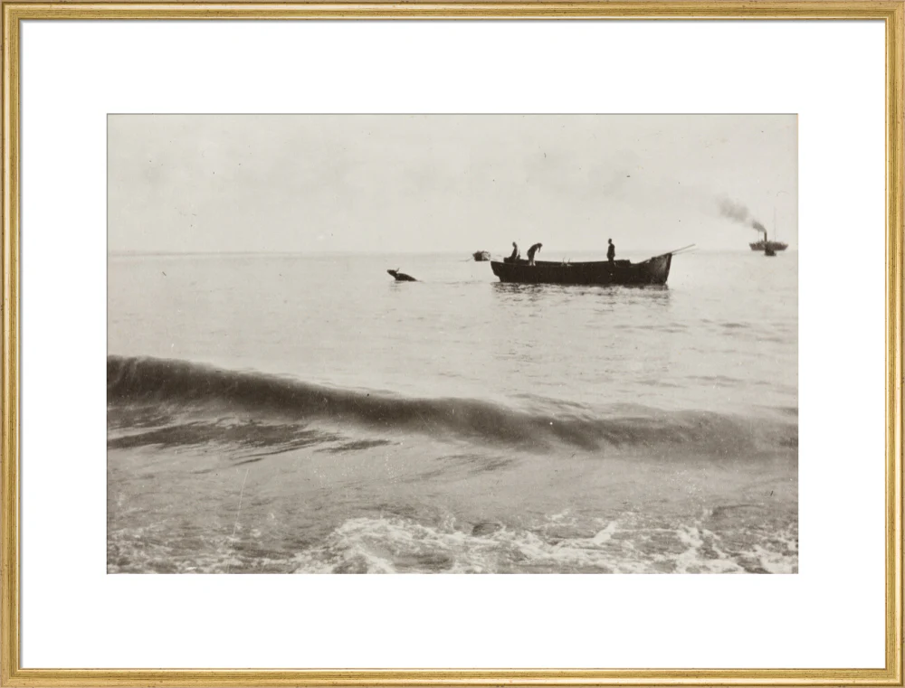 The Method of Landing Bullocks which are taken from the ship in a boat and pushed overboard. When some way from the shore, they usually swim to the land, but not always. - Image 25