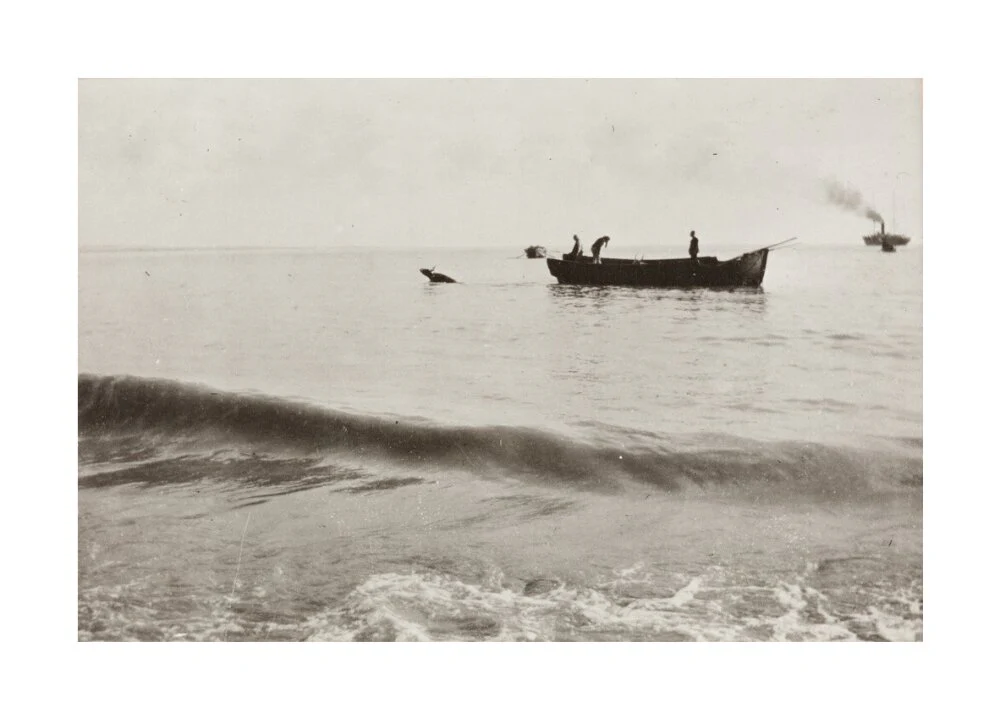 The Method of Landing Bullocks which are taken from the ship in a boat and pushed overboard. When some way from the shore, they usually swim to the land, but not always. - Image 29