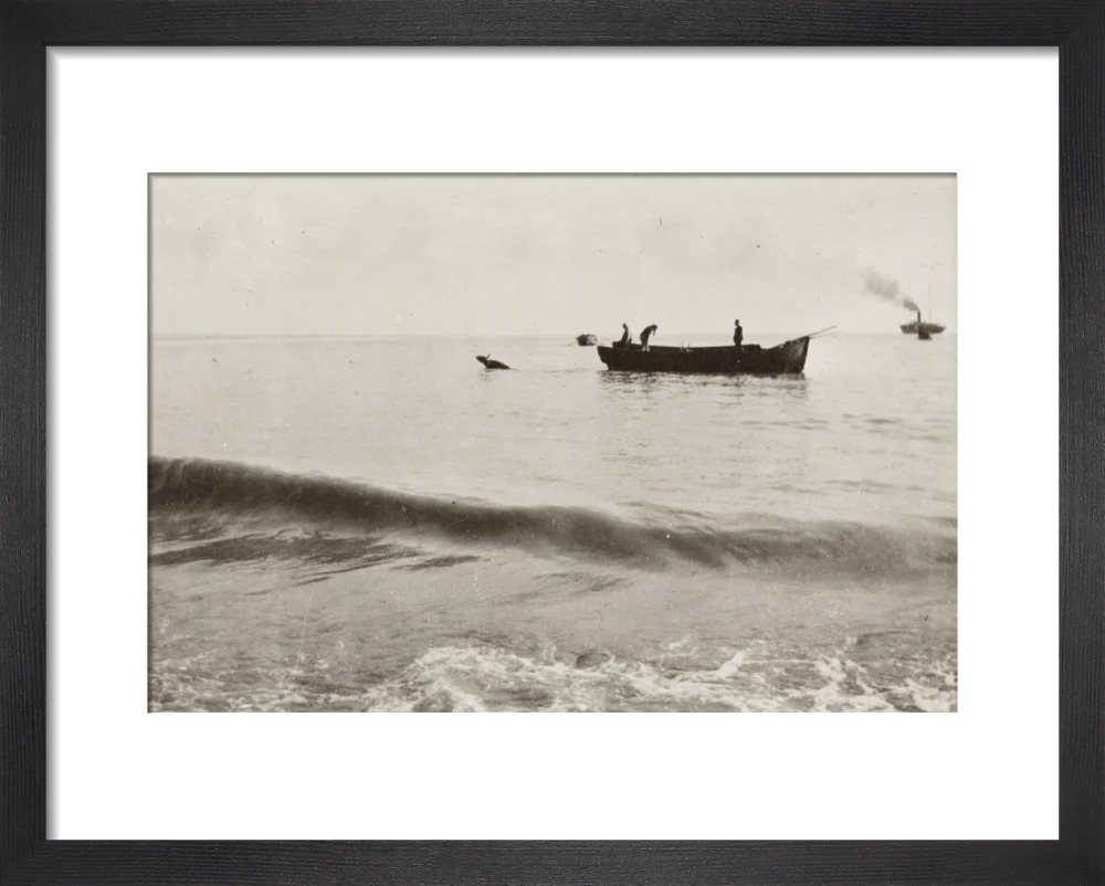 The Method of Landing Bullocks which are taken from the ship in a boat and pushed overboard. When some way from the shore, they usually swim to the land, but not always. - Image 36