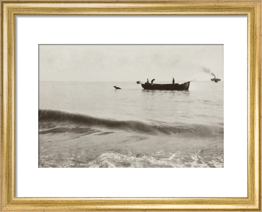 The Method of Landing Bullocks which are taken from the ship in a boat and pushed overboard. When some way from the shore, they usually swim to the land, but not always. - Image 38