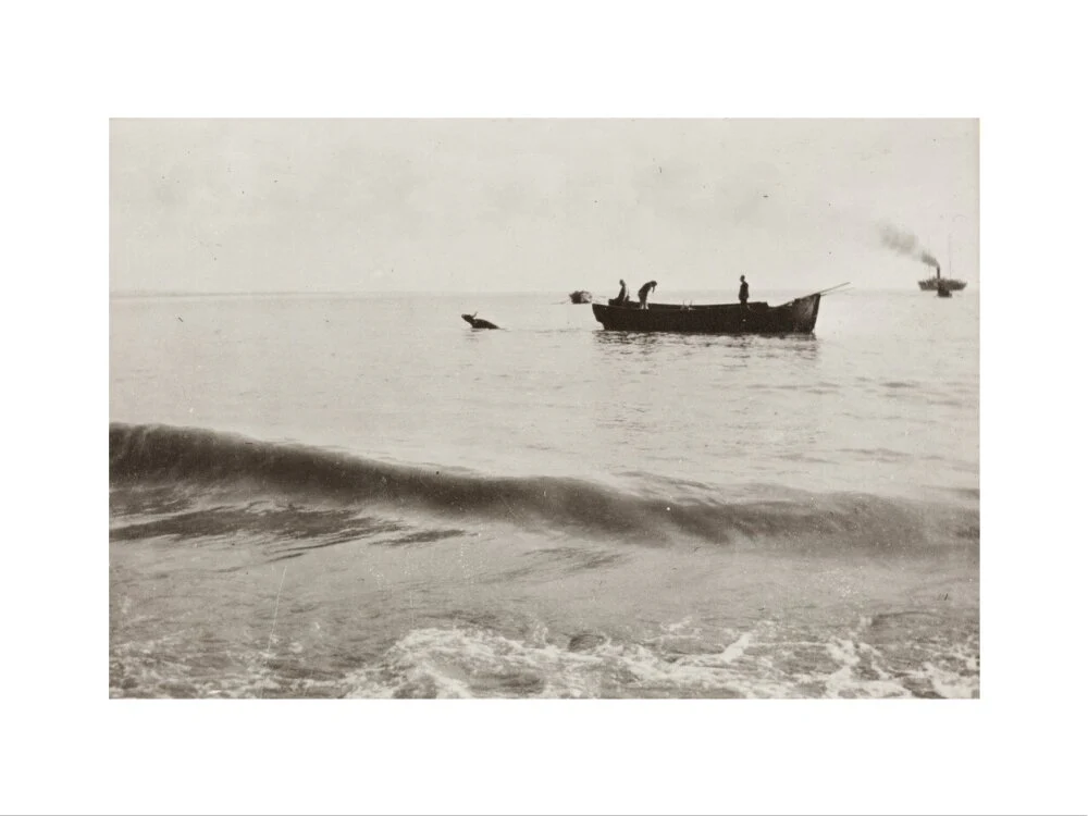 The Method of Landing Bullocks which are taken from the ship in a boat and pushed overboard. When some way from the shore, they usually swim to the land, but not always. - Image 40