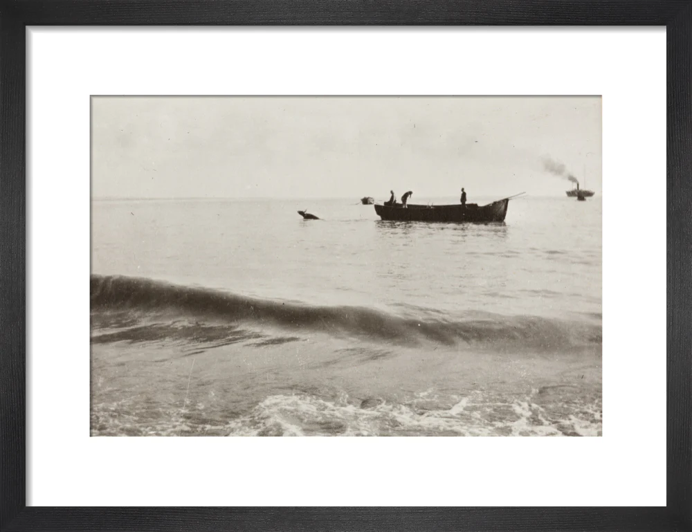 The Method of Landing Bullocks which are taken from the ship in a boat and pushed overboard. When some way from the shore, they usually swim to the land, but not always. - Image 41