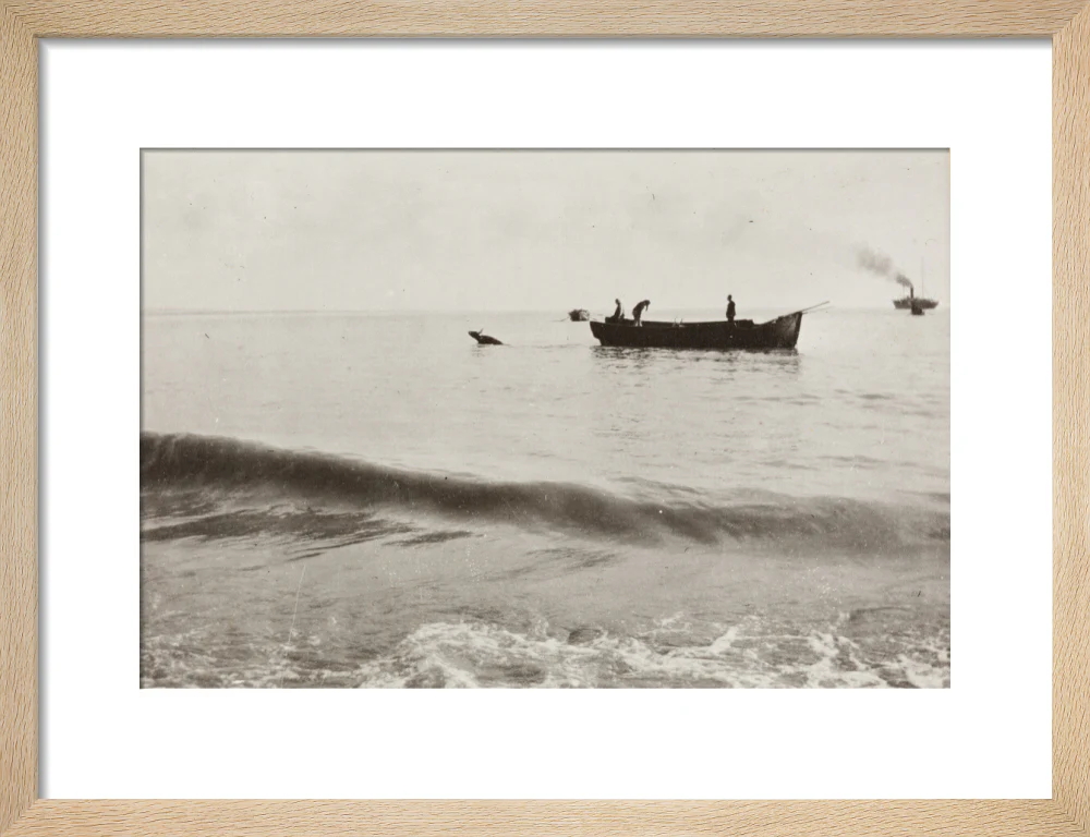 The Method of Landing Bullocks which are taken from the ship in a boat and pushed overboard. When some way from the shore, they usually swim to the land, but not always. - Image 44