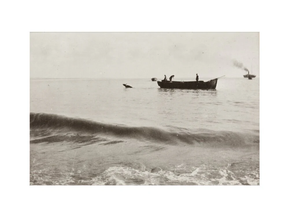 The Method of Landing Bullocks which are taken from the ship in a boat and pushed overboard. When some way from the shore, they usually swim to the land, but not always. - Image 50