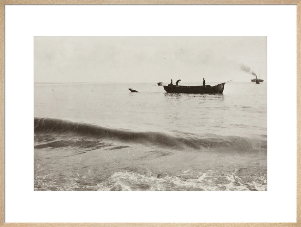 The Method of Landing Bullocks which are taken from the ship in a boat and pushed overboard. When some way from the shore, they usually swim to the land, but not always. - Image 59