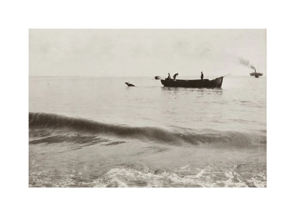 The Method of Landing Bullocks which are taken from the ship in a boat and pushed overboard. When some way from the shore, they usually swim to the land, but not always. - Image 61