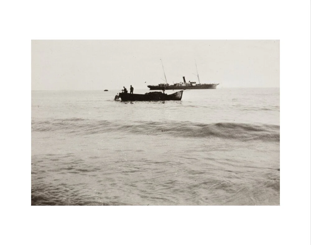 The Method of Landing Bullocks which are taken from the ship in a boat and pushed overboard. When some way from the shore, they usually swim to the land, but not always. - Image 2