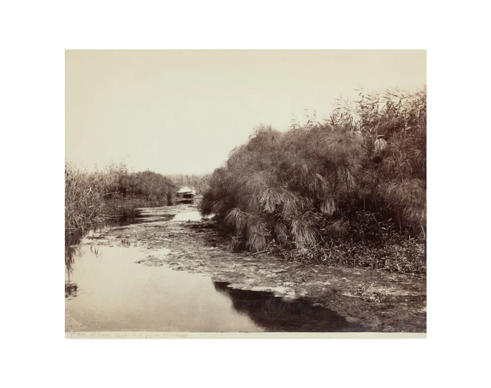 'The River Anapo and Papyrus', Syracuse, Sicily, Italy, c 1850-1900. - Image 2
