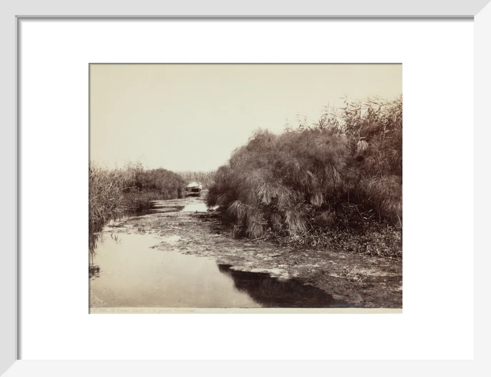'The River Anapo and Papyrus', Syracuse, Sicily, Italy, c 1850-1900. - Image 9