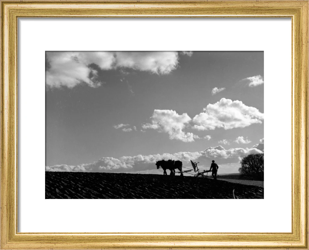 Farmer tilling a field with a horse-drawn plough, c 1920s. - Image 5